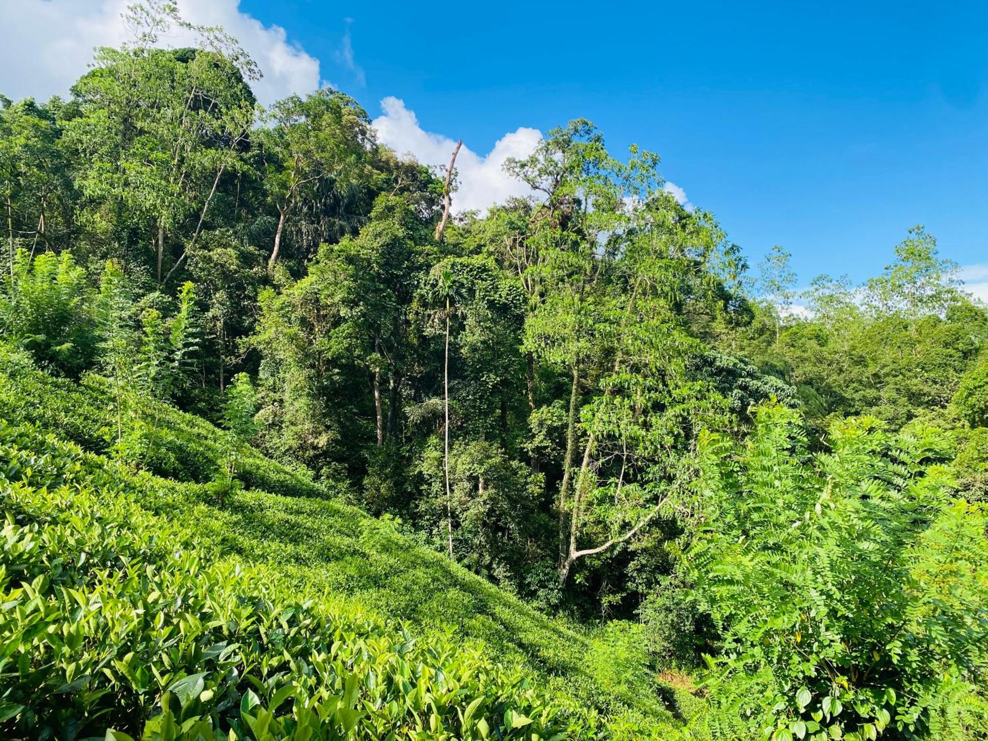 Rainforest Mount Lodge デニヤヤ エクステリア 写真