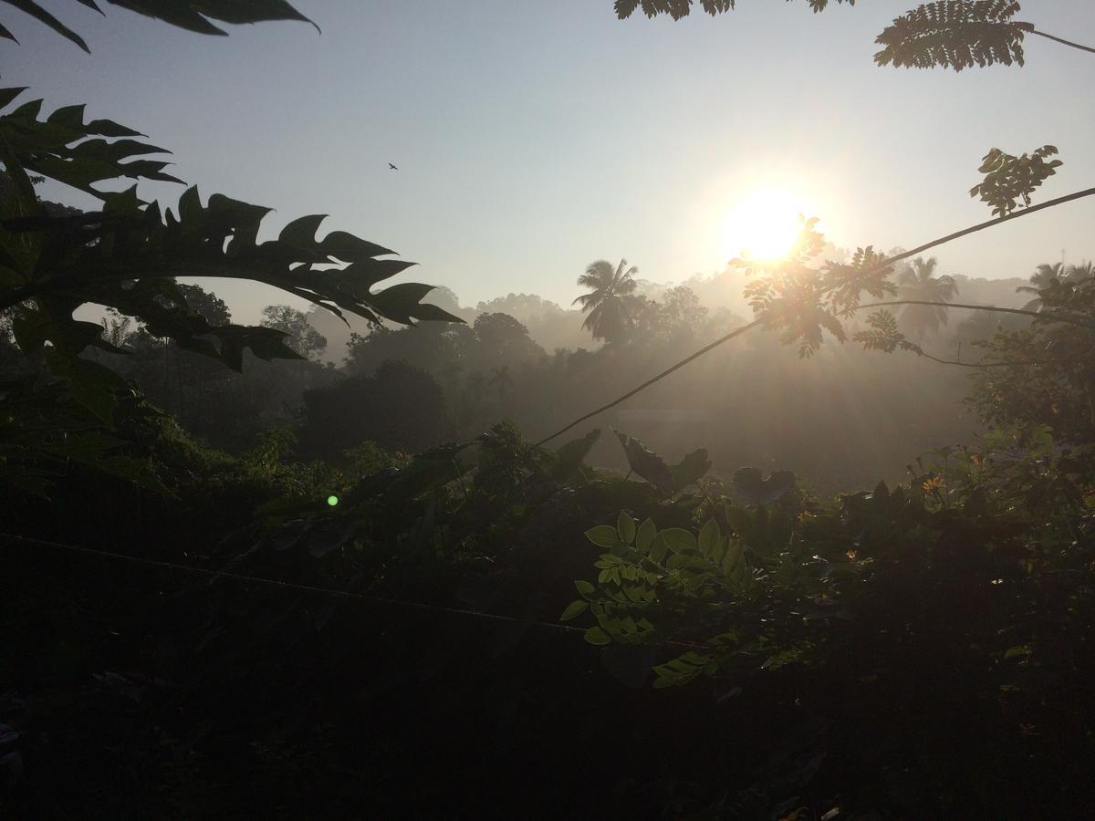 Rainforest Mount Lodge デニヤヤ エクステリア 写真