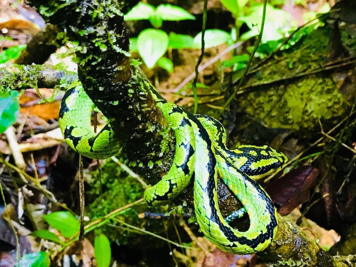 Rainforest Mount Lodge デニヤヤ エクステリア 写真