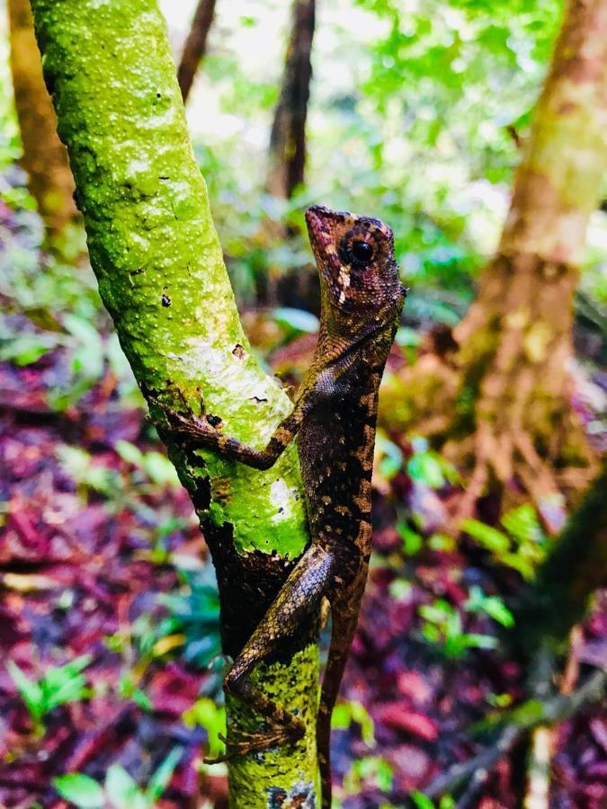 Rainforest Mount Lodge デニヤヤ エクステリア 写真