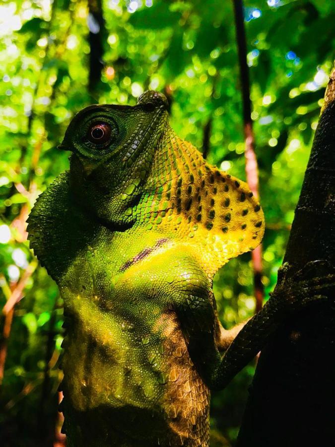 Rainforest Mount Lodge デニヤヤ エクステリア 写真